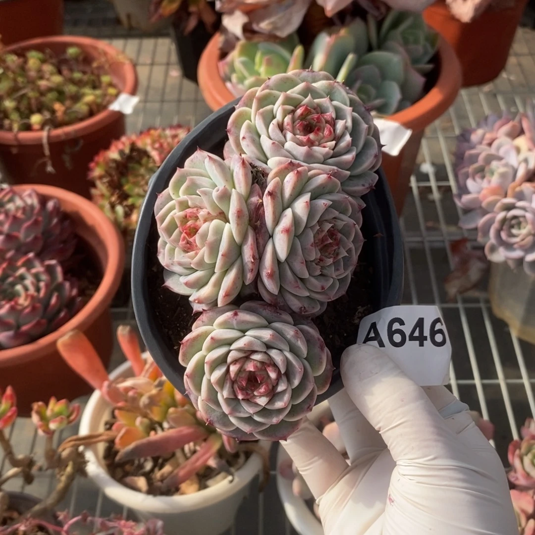 646天鹅绒一物一拍