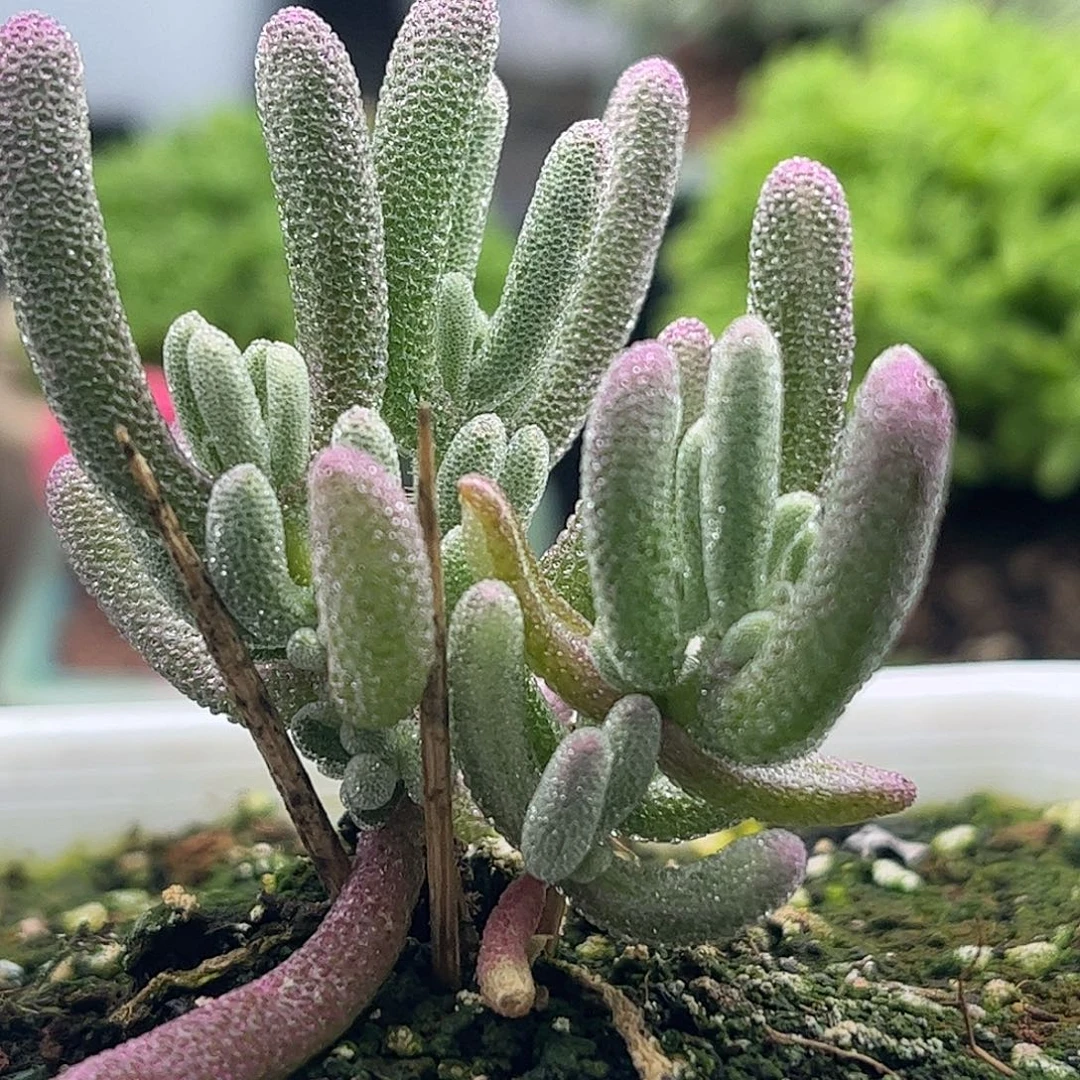 昕宝紫闪枝干番杏