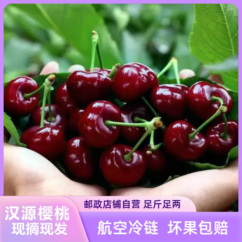 【非川渝专属】四川汉源套袋黑珍珠车厘子新鲜现发冷链空运