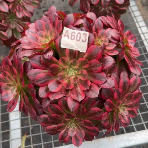 603安娜20厘米左右