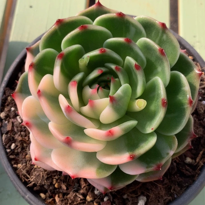 吉娃娃花脸锦上园艺一物一拍