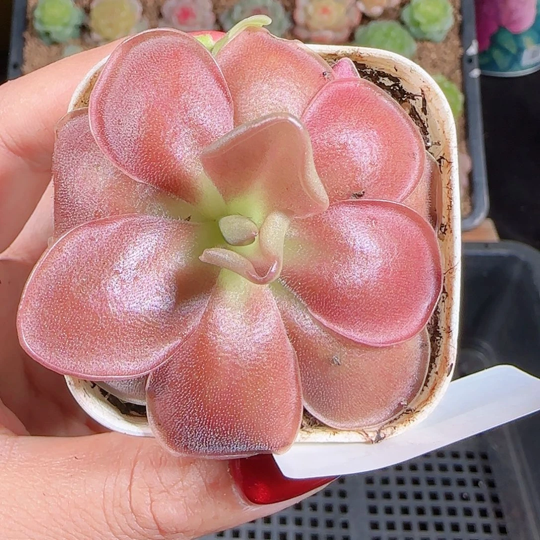 1026-321一物一拍