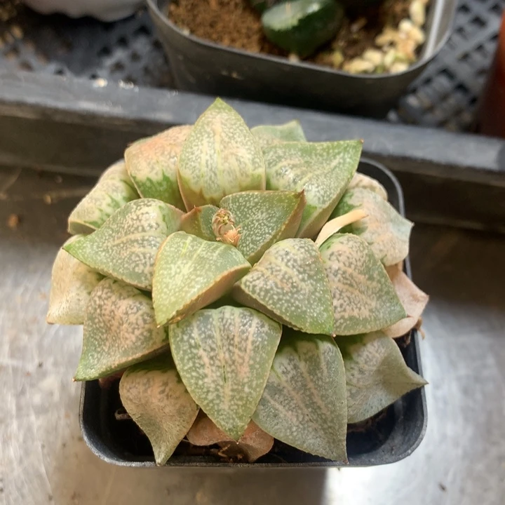 尒*实生白银一物一拍