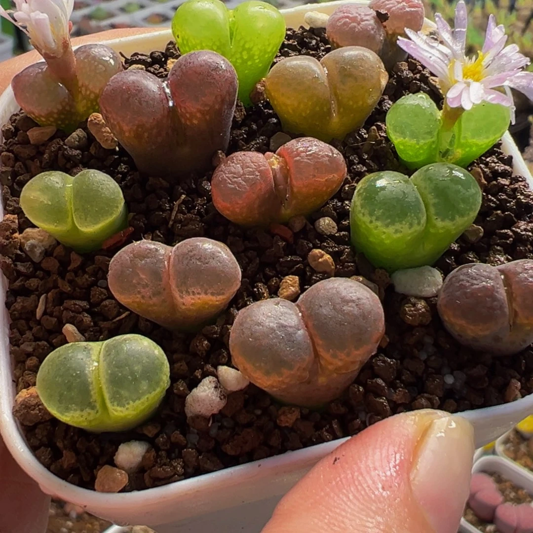 225多肉植物种类多样