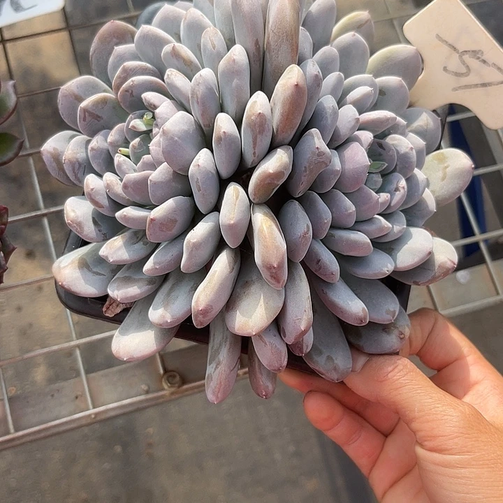 两单包邮，一物一拍57菩提子