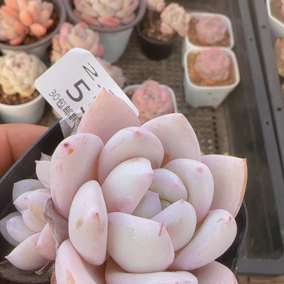 嫦娥双头一颗脱土发货