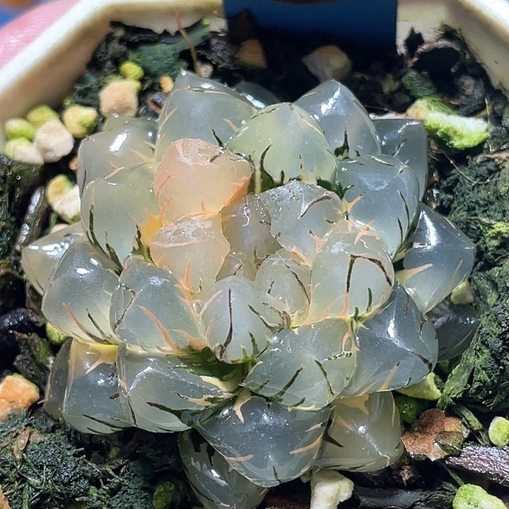 821亚成水中月锦福利