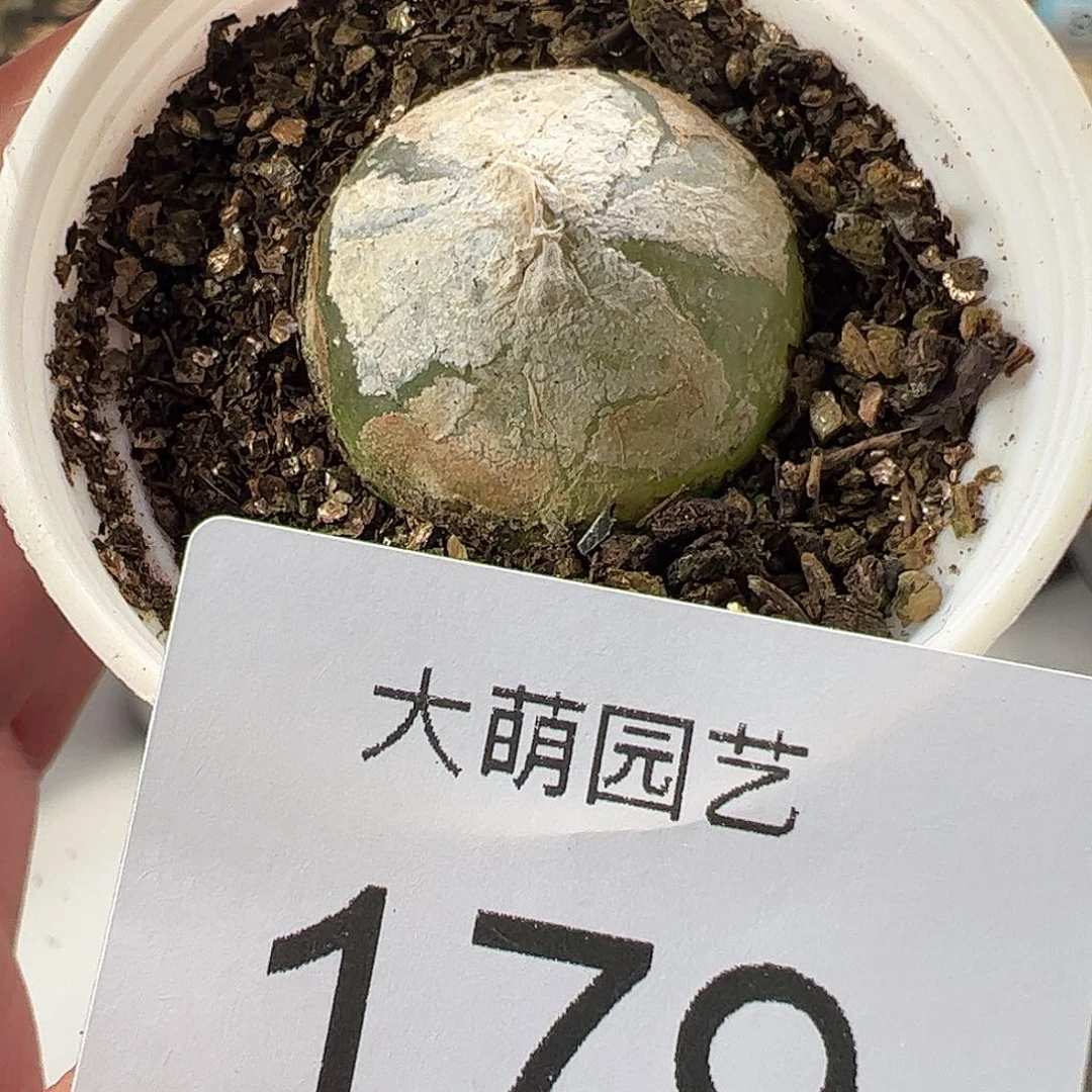 一物一拍带盆土发。   179