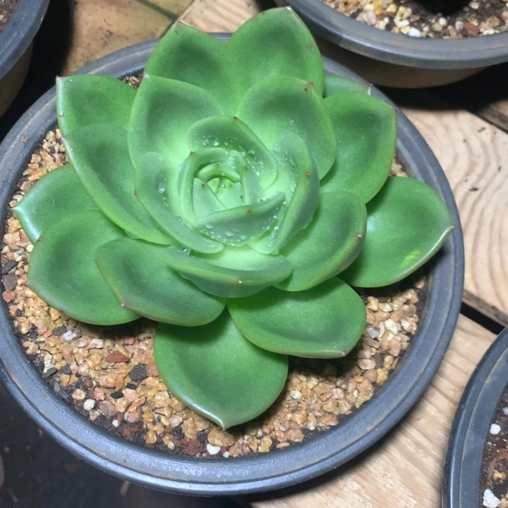 美肉特价活动开始啦