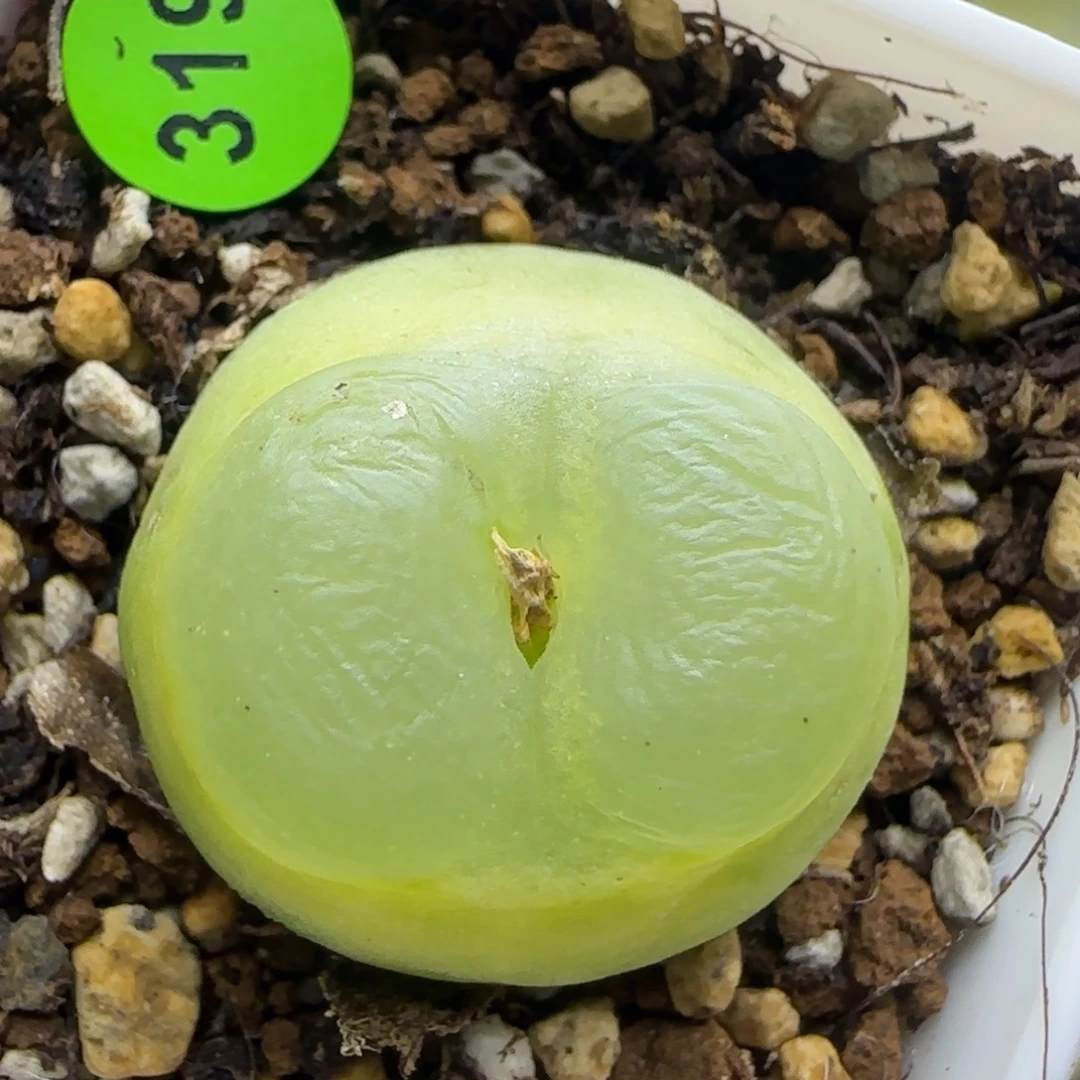 拉登2.6点多肉植物319