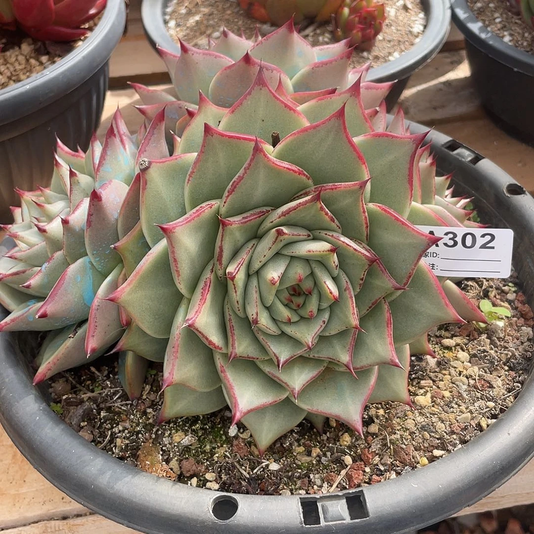 若如东云单拍A302