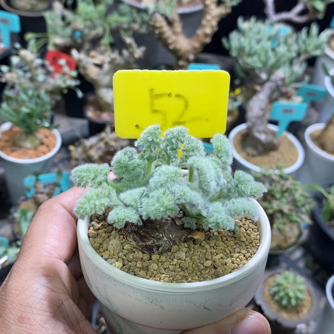 羽叶杨奎多肉植物一个