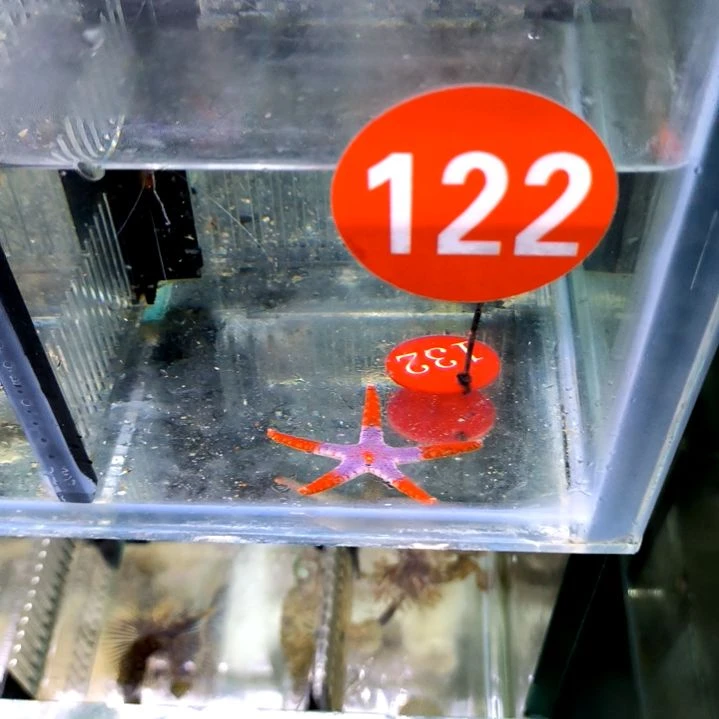 连珠海星122-132海水