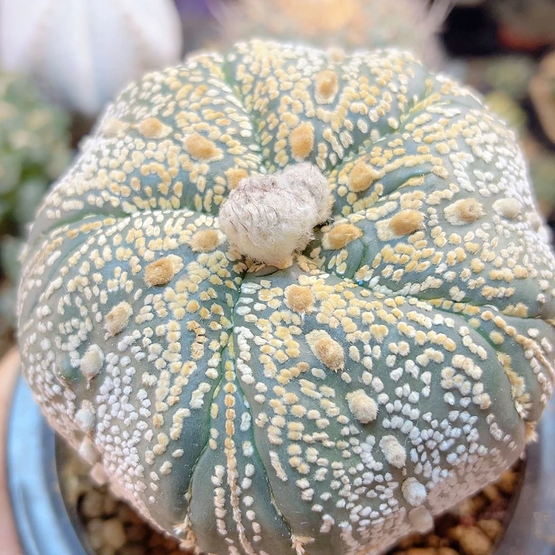 晚29号复棱螺旋兜10.5公分带盆