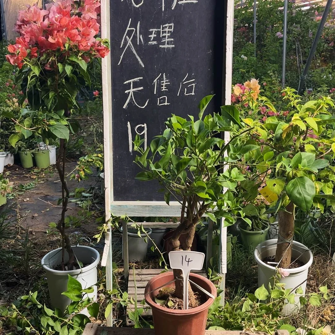 完全开放三角梅三角梅14