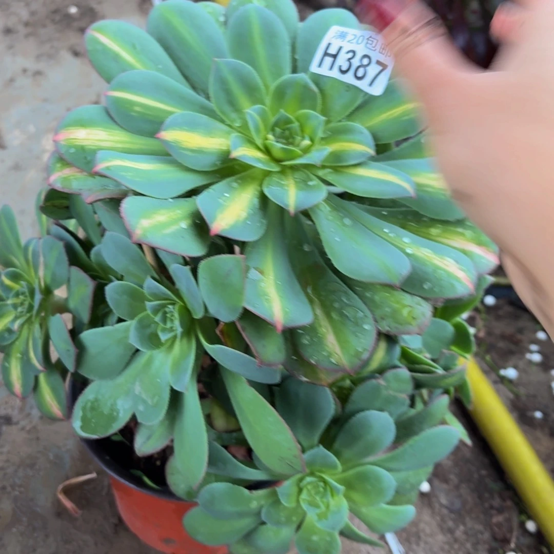 387多肉植物捧花的