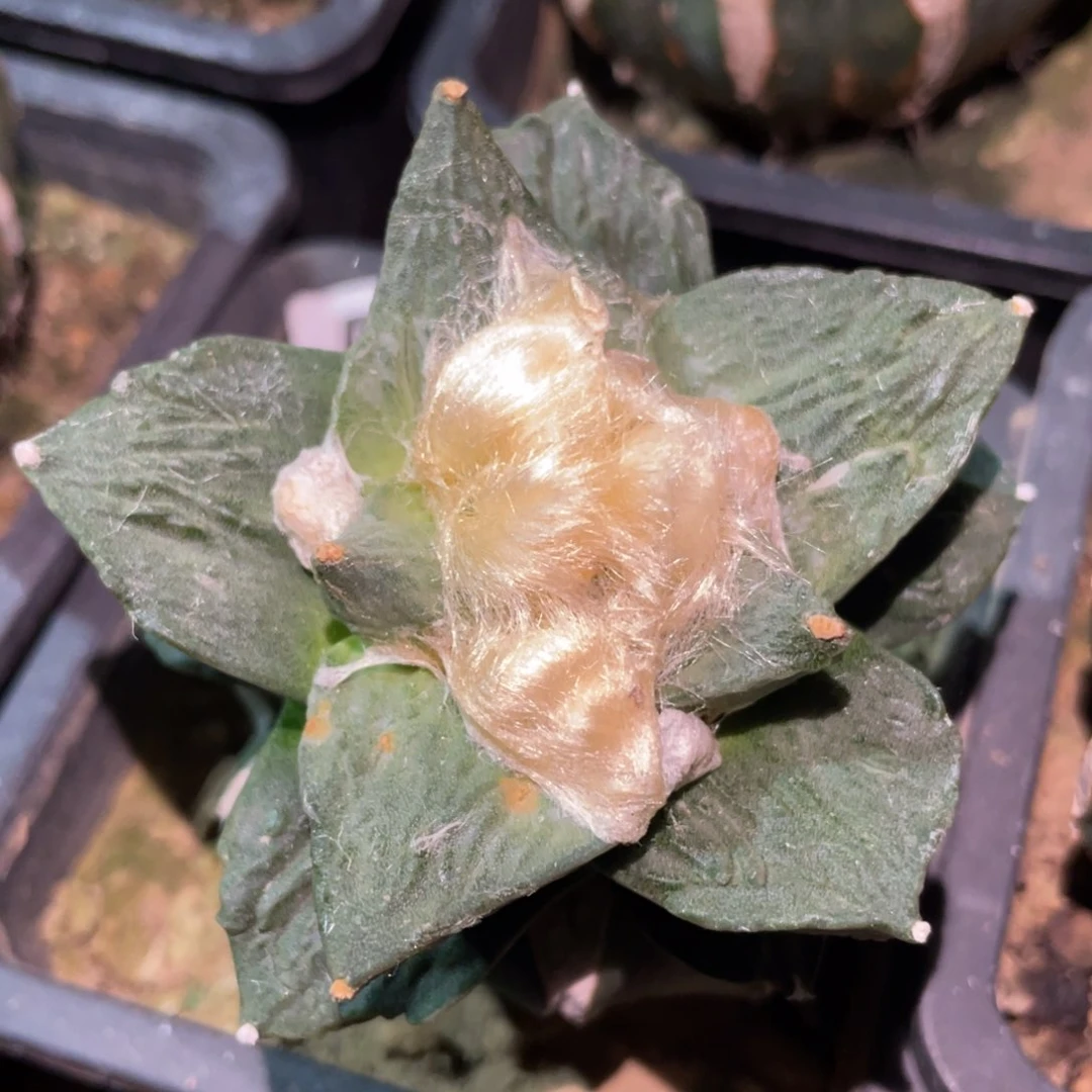 全部花朵怒杂520 仙人球