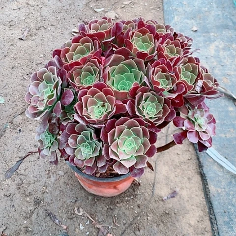 欧紫多肉植物法师2号