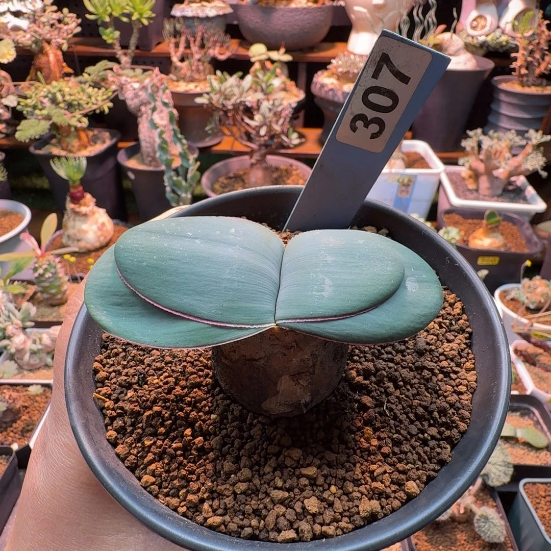 蕾丝灯台百合307 仙人掌