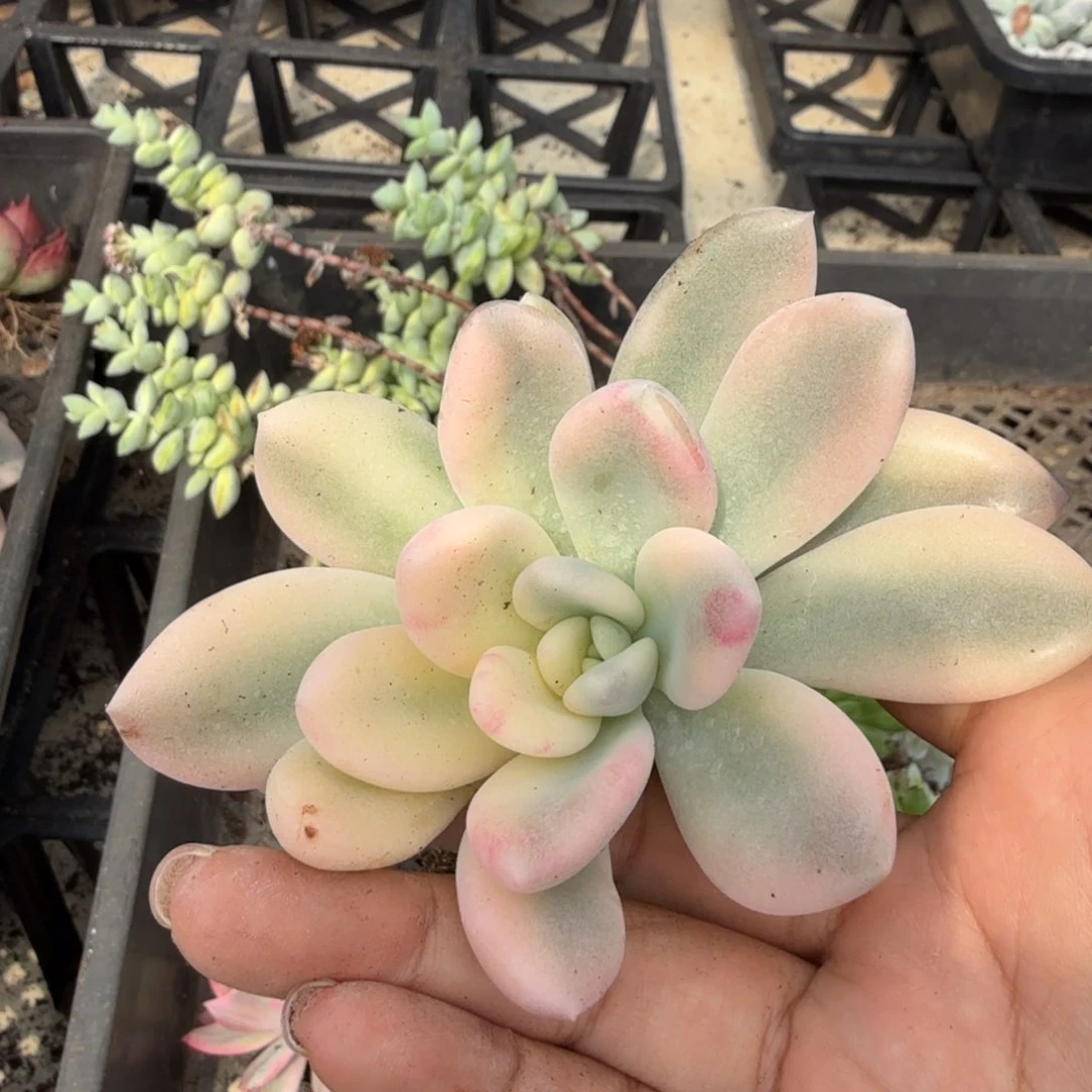 奥普锦腹欧你锦一刻的锦