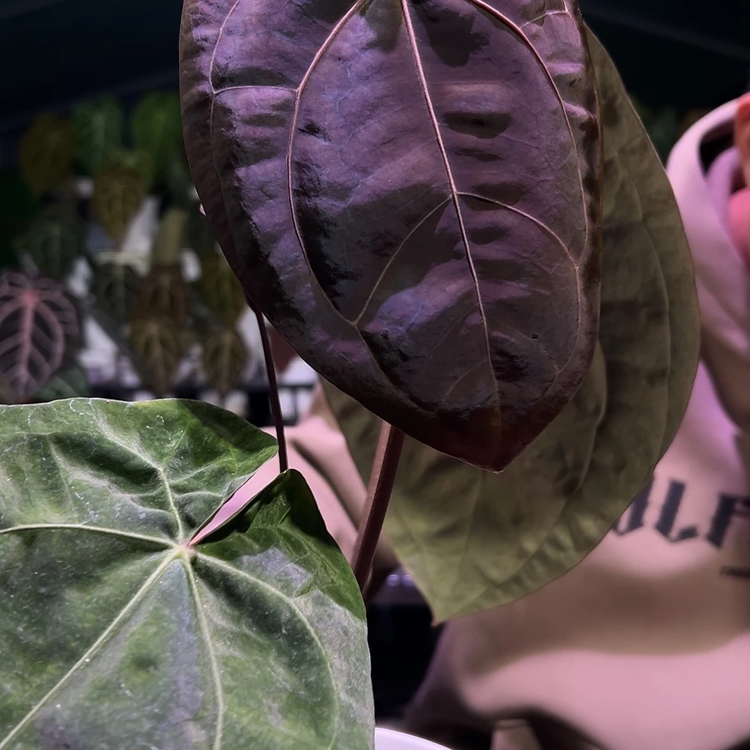 完全开放黑凤凰*圆叶黑丝绒