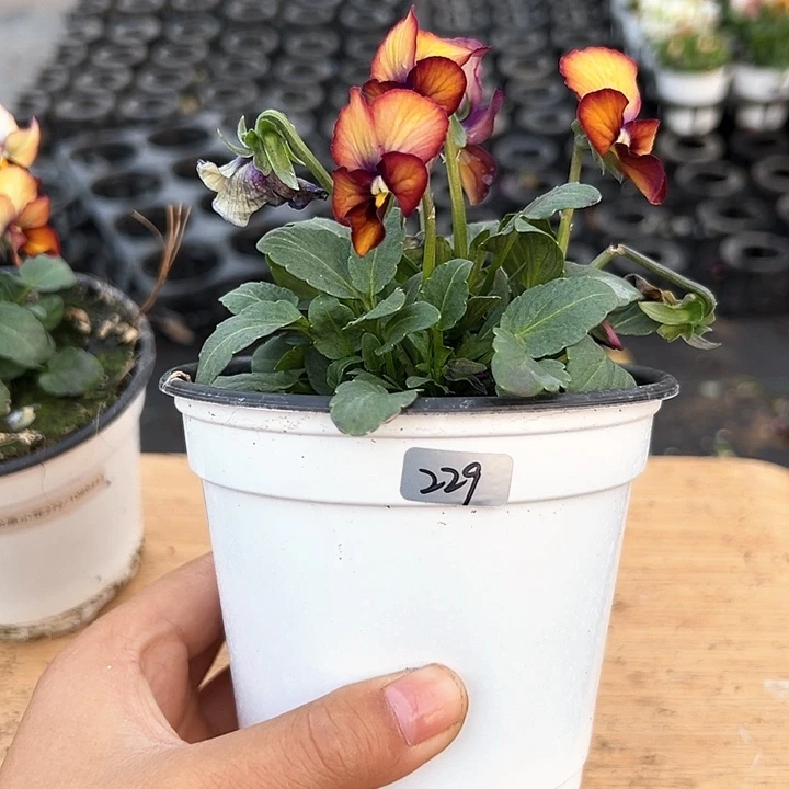 红陶相*?抖音直播闪拍229