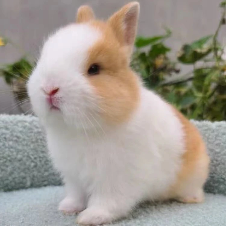活体宠物兔活体 侏儒兔 垂耳兔 猫猫兔   【直播间挑选 一物一拍】