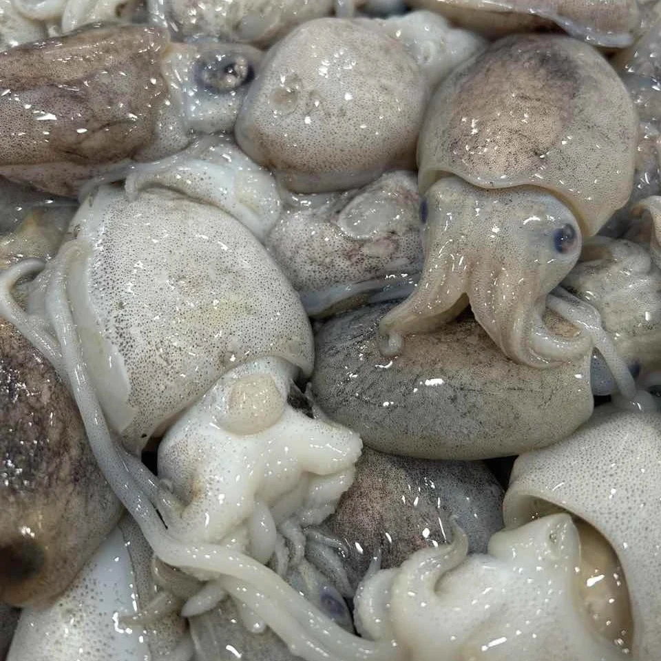 {顺丰发货}海捕小墨鱼海鲜墨鱼仔次日达海鲜