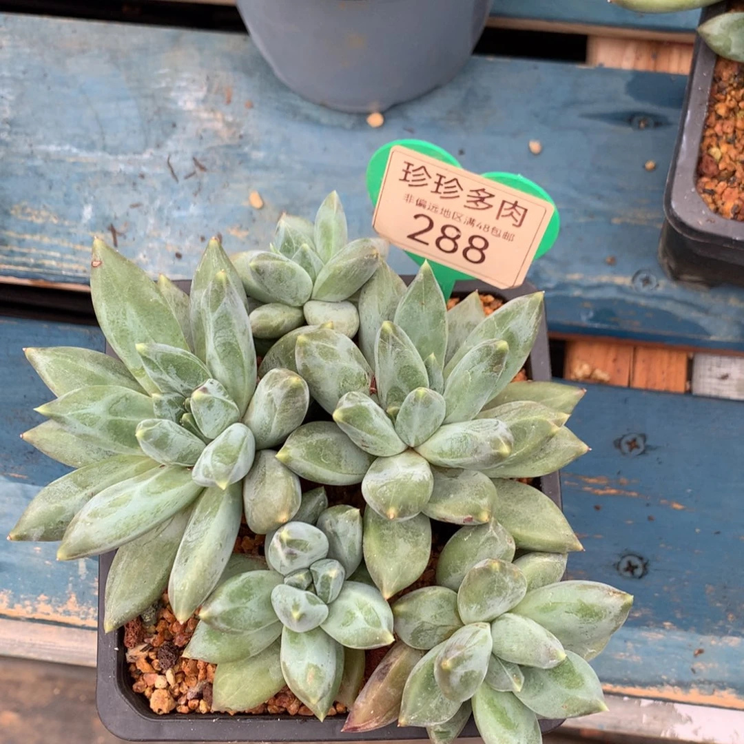 岁***。重楼老桩无砍288