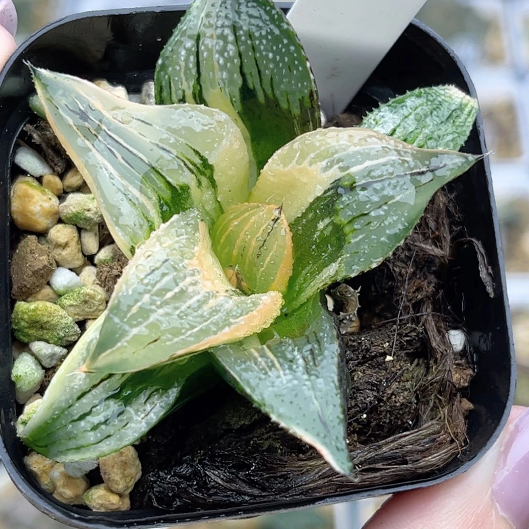 123茜云芭提雅锦福利专场