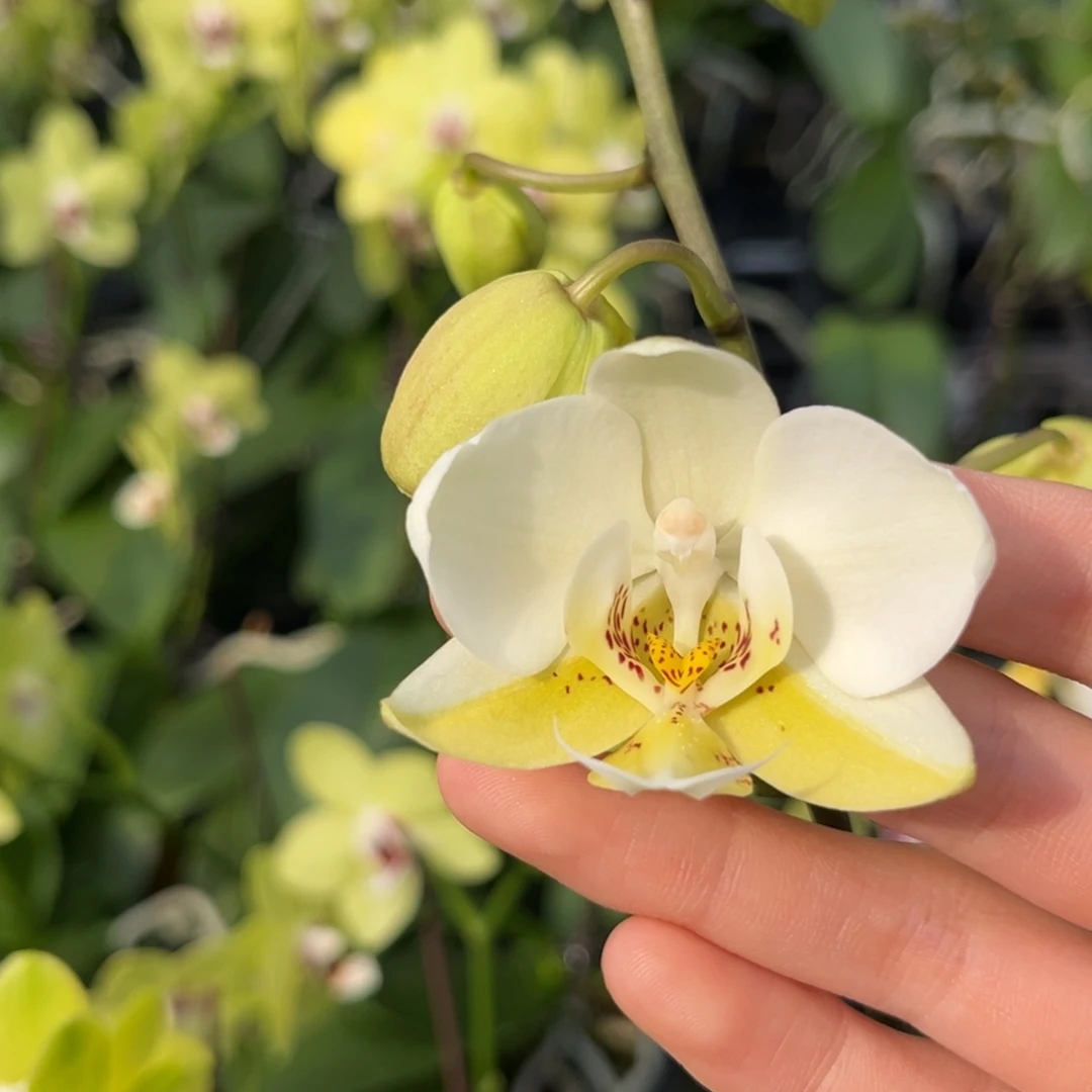 完全开放2.5寸1189开花株