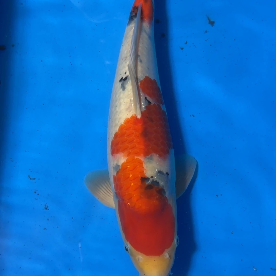 锦鲤锦鲤竞拍40公分