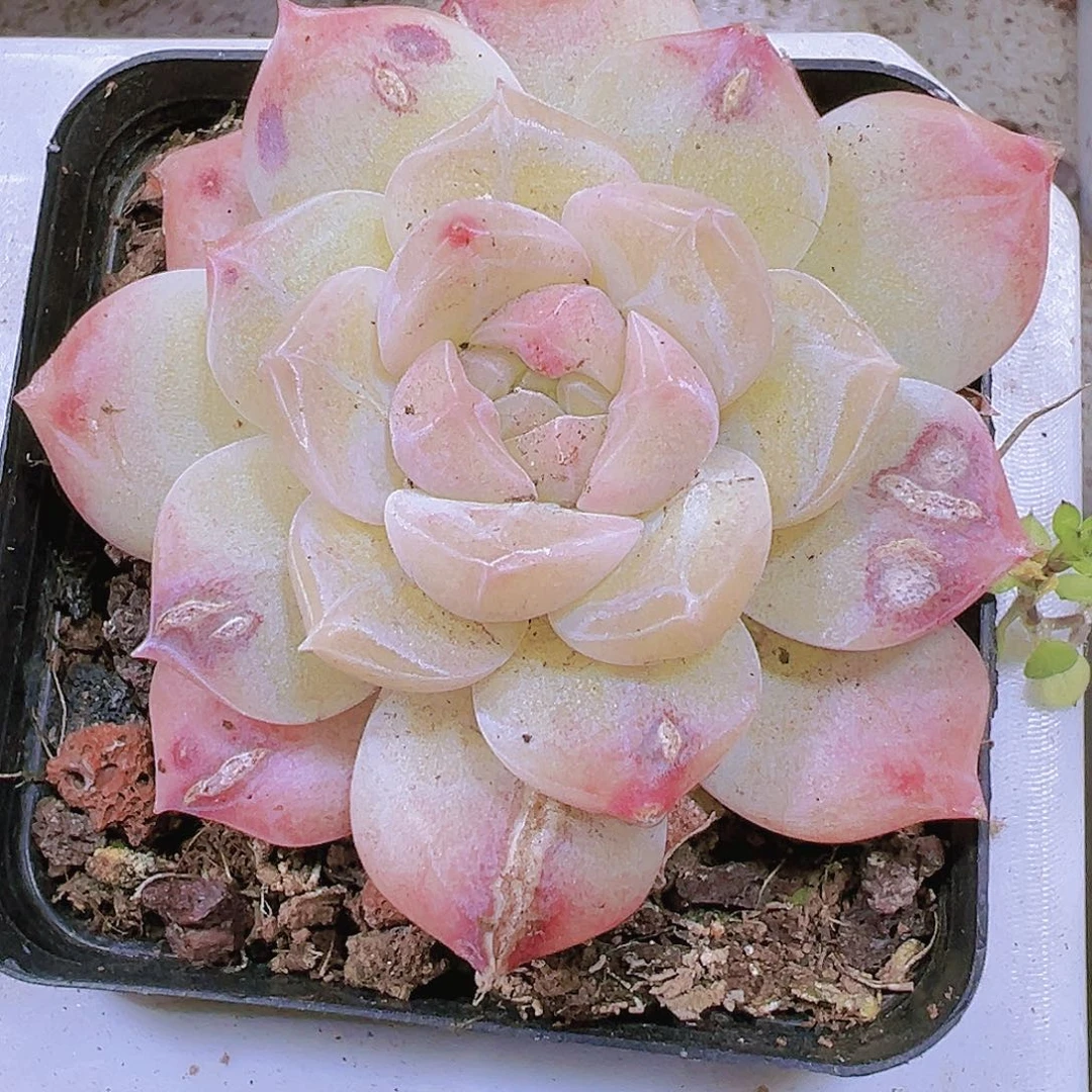 白桃汽水带盆带土19包邮