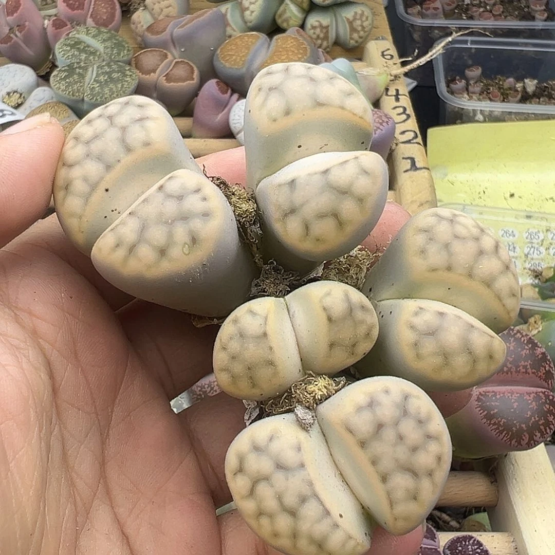 92号清货价格不作参考