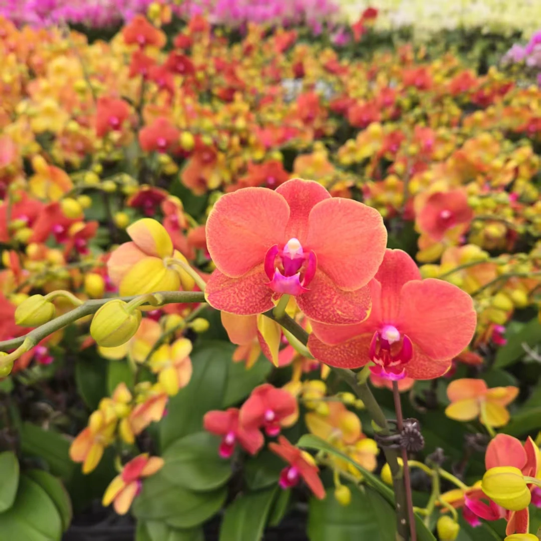 成功优选【柑橘】蝴蝶兰精致花卉盆栽四季植物1-1