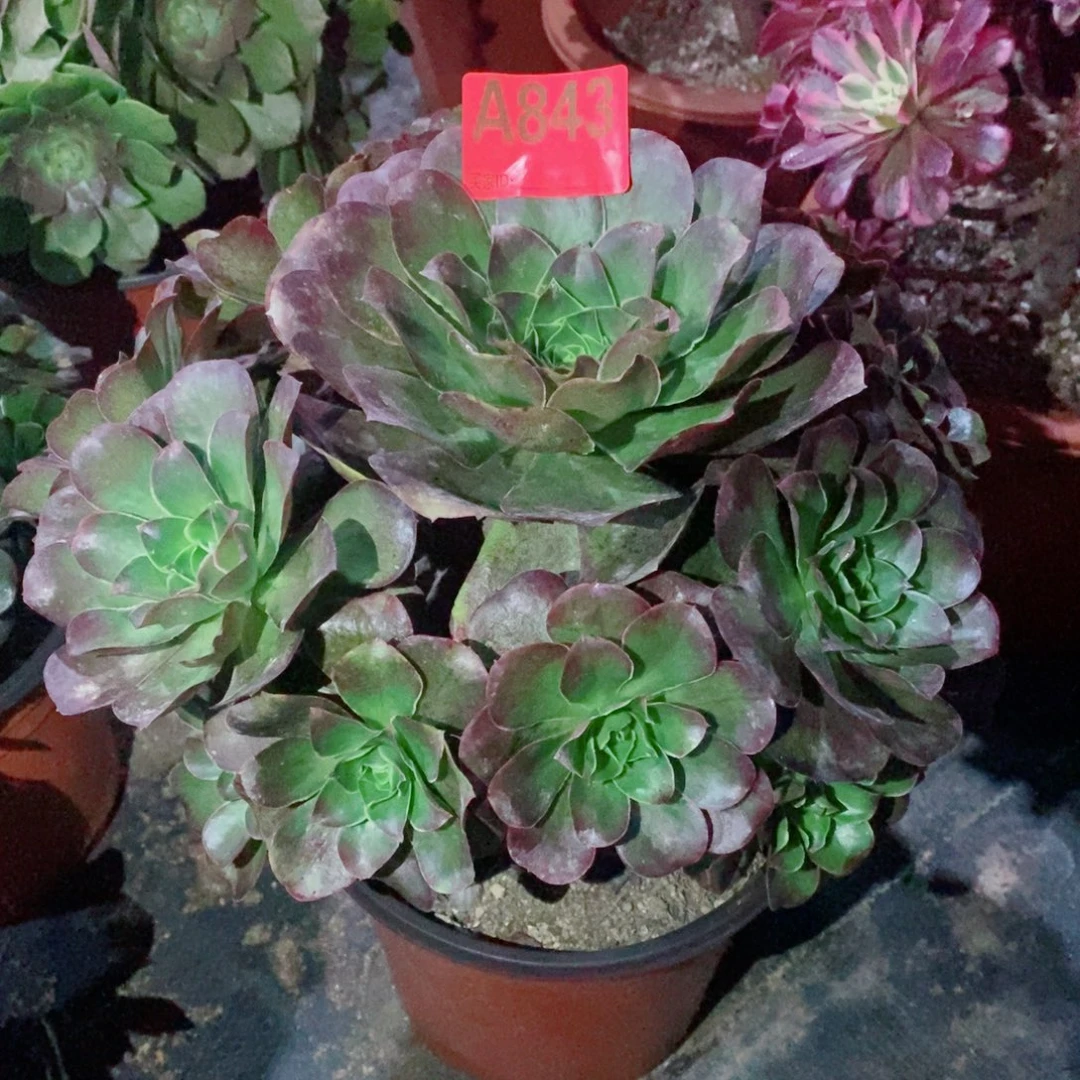 魅金玫瑰843多肉11111