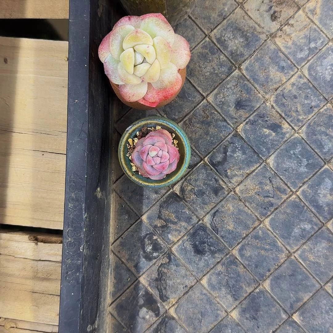 仙*✨哈哈哈哈哈哈哈