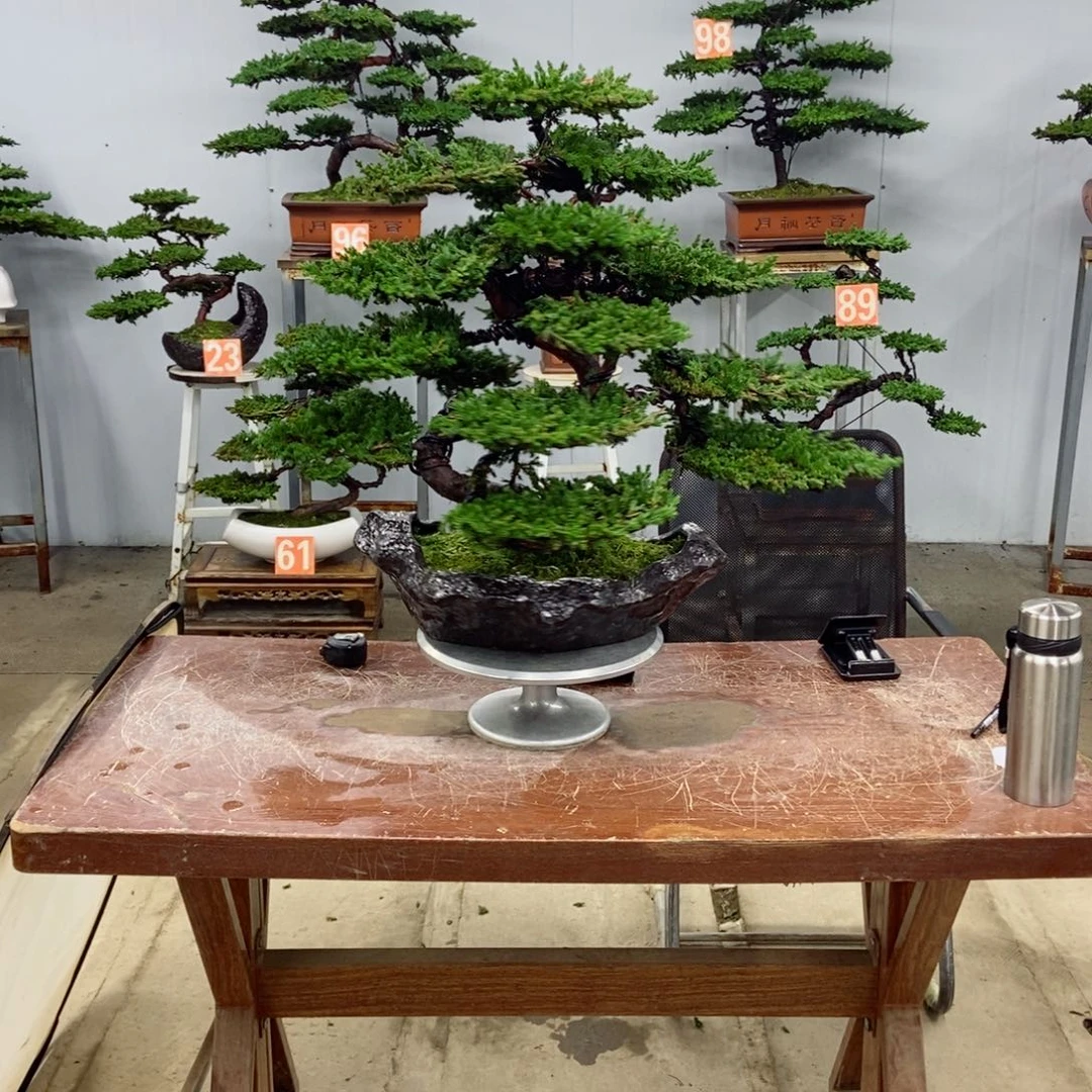 无花朵珍珠柏盆景