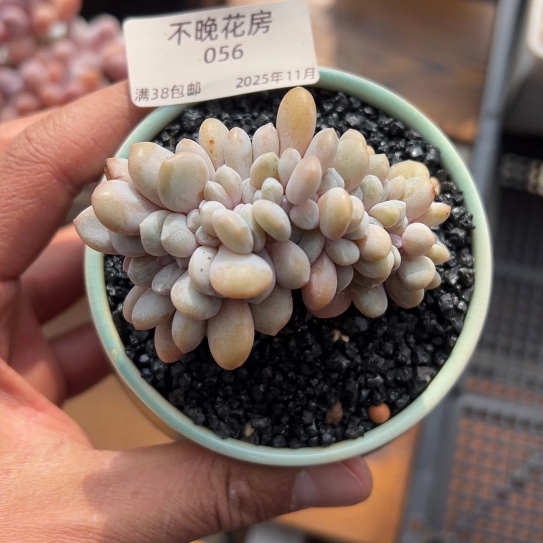 张张精品多肉甄选056