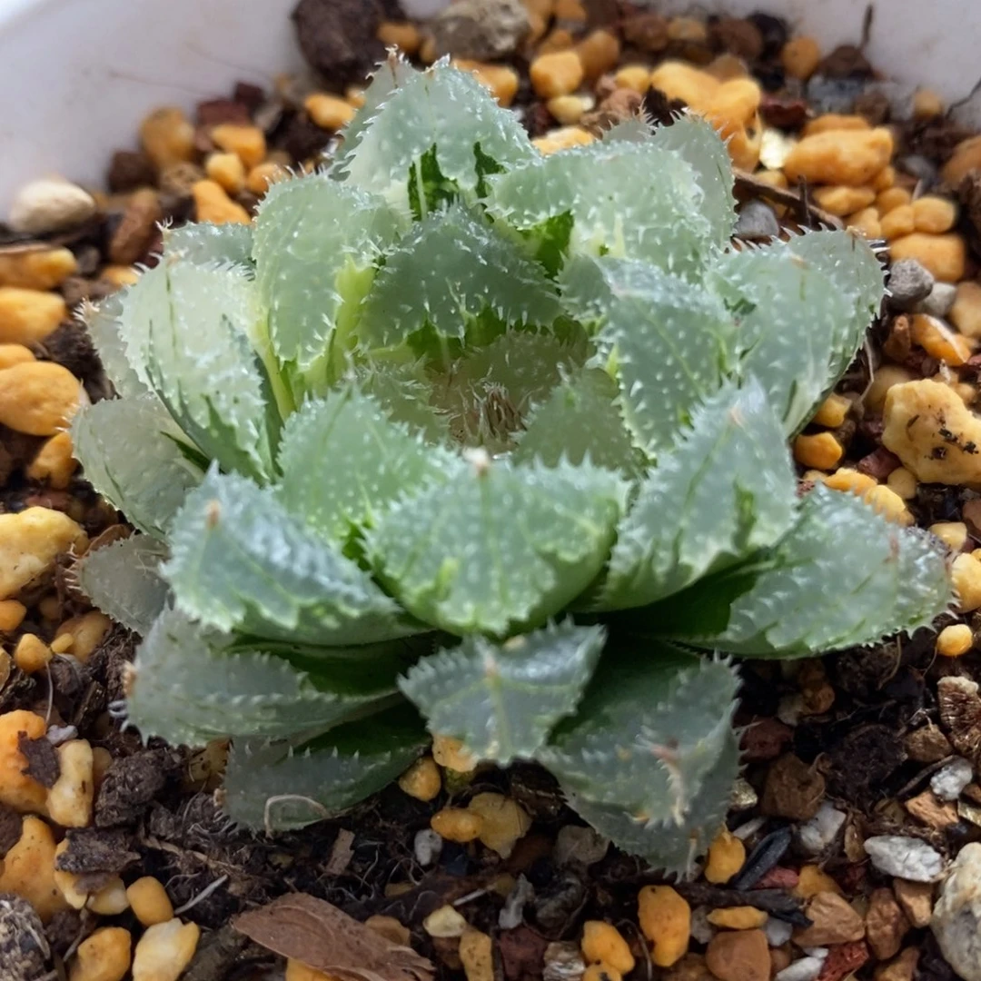 371玄冰玉露锦一物一拍