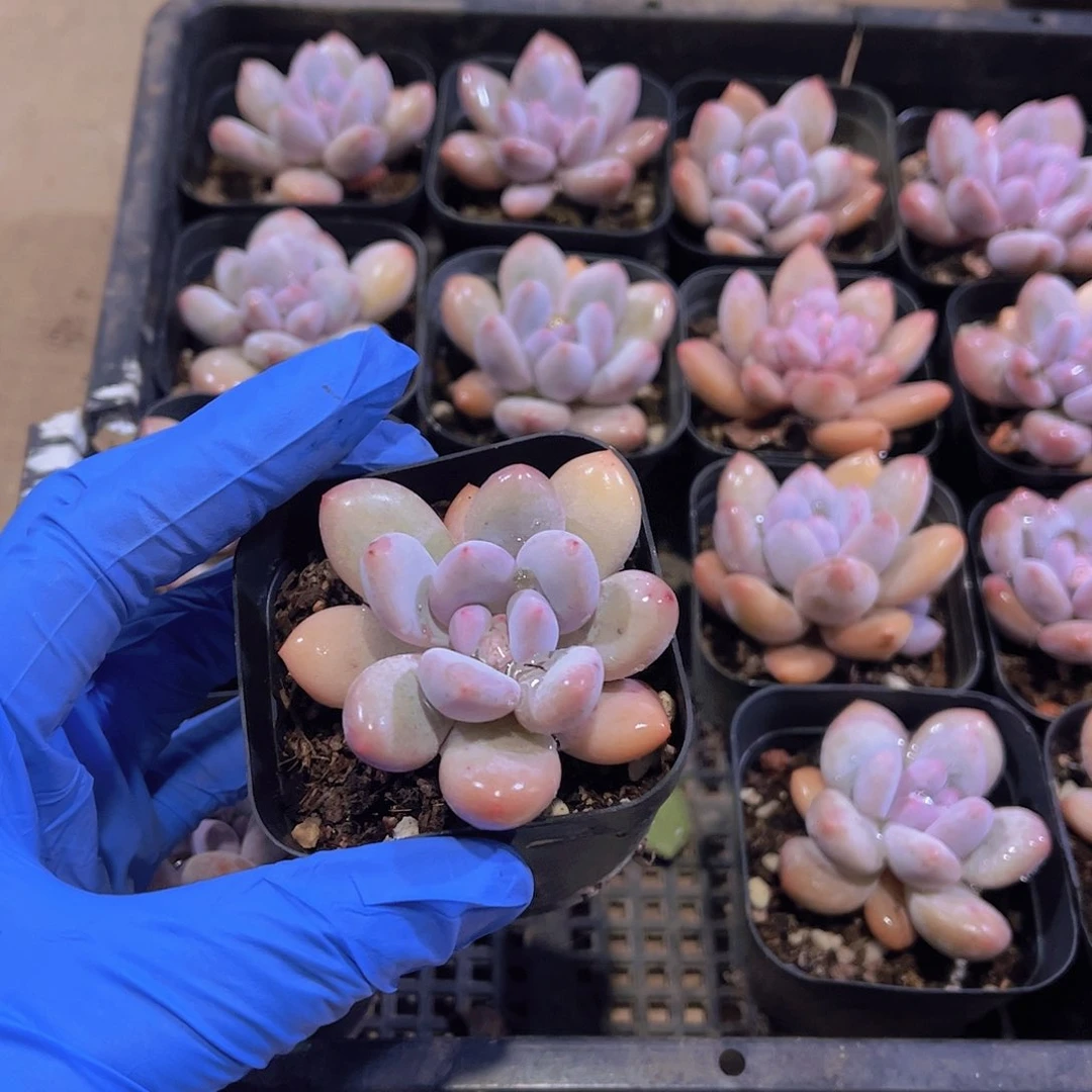 大*咖奶豆多肉植物1个