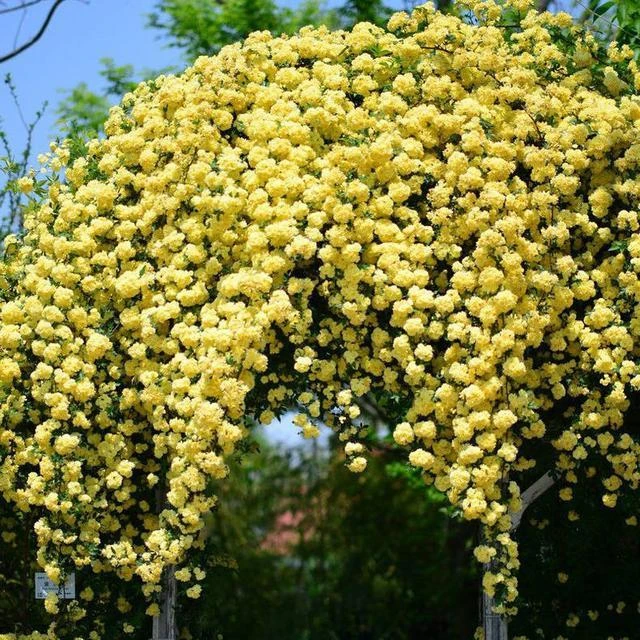 黄木香爬墙藤本石楠花蔷薇丰花抗病耐热长势好阳台庭院绿植盆栽