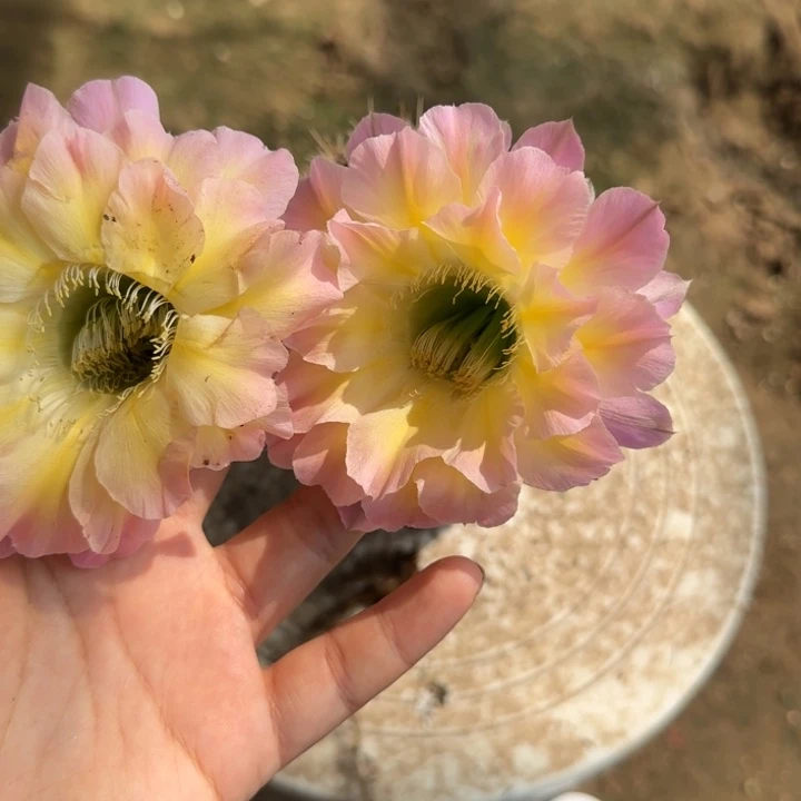 可***对仙人球带根彩草158