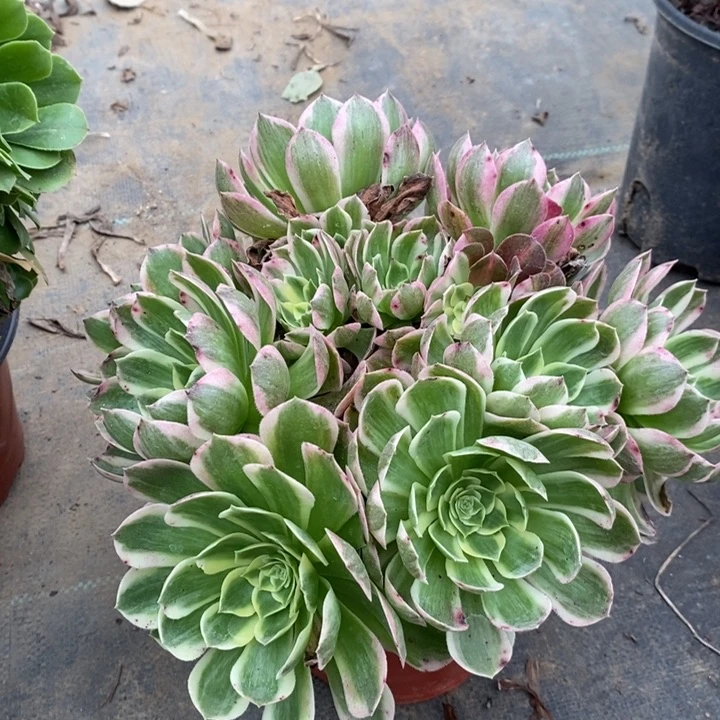 海鲜多肉植物21。