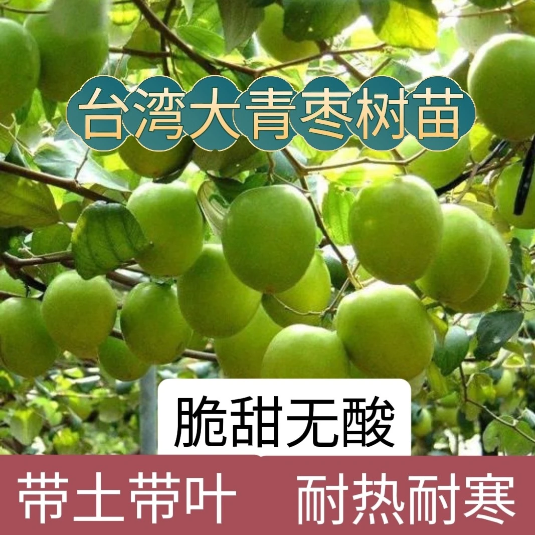（带土发货）台湾大青枣树苗阳台庭院果树苗嫁接枣子苗