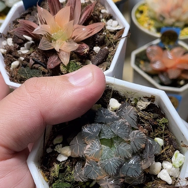 883福利两个一起发货