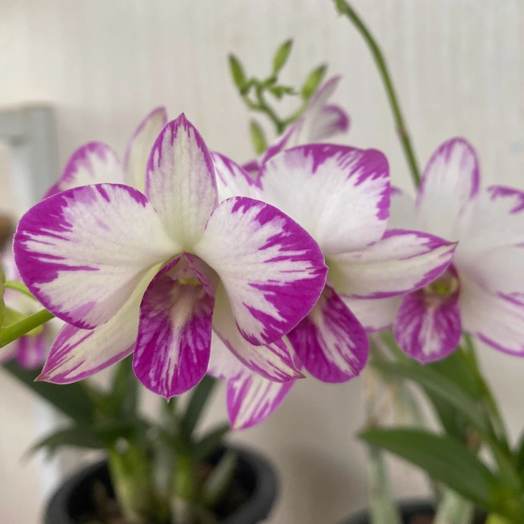 秋石斛泼墨 爆花机器 3枝花剑以上 130号硬胶盆 白花粉红边 好养