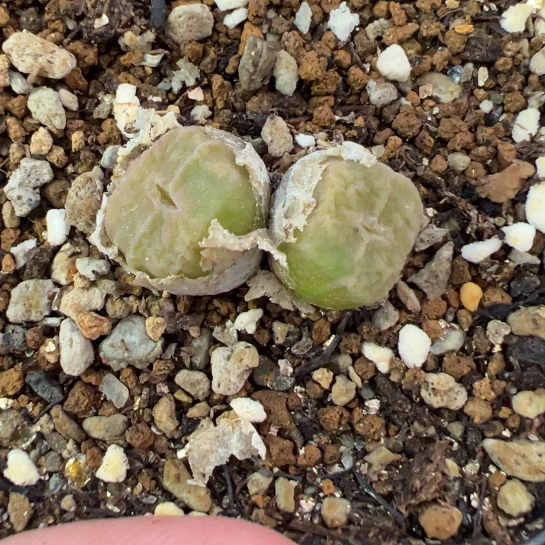 30-82肉锥多肉植物大战