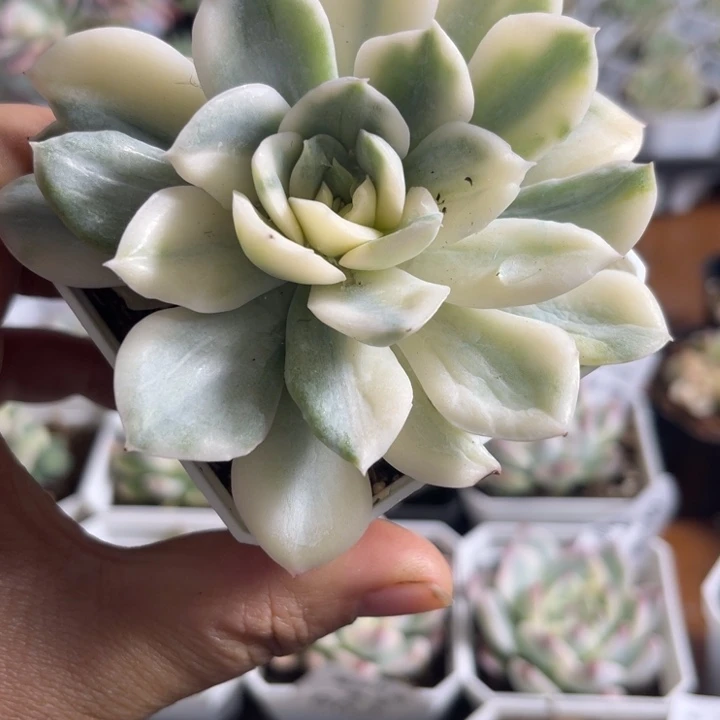 月亮仙子锦多肉610