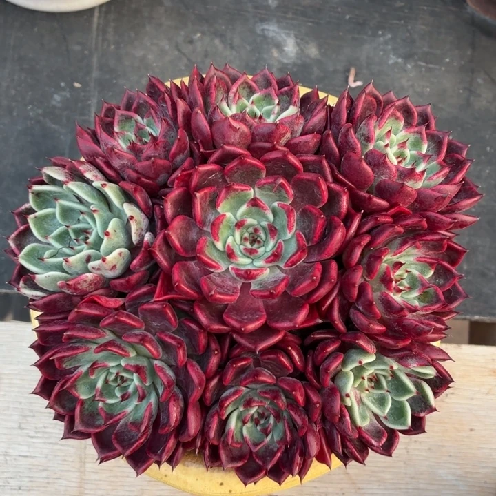 玫瑰香多肉沙罗姬牡丹-4